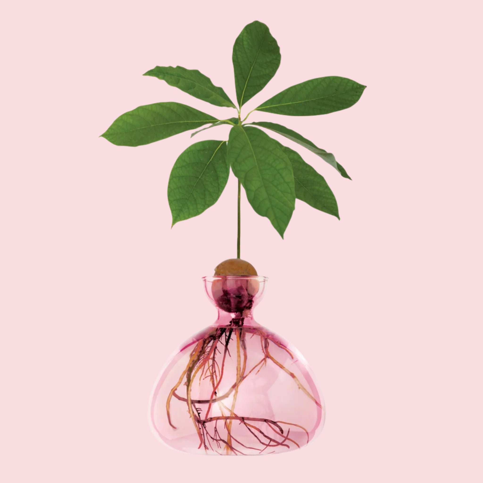 In front of a white background is a clear pink vase with a narrow, tapered top. Sitting in the top is an avocado seed. The roots are at the bottom of the vase. Coming out of the top of the seed is a green stem with five green leaves.