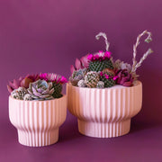 On a purple background is the two sizes of the Presley pedestal pots in the light pink shade filled with cactus and succulent arrangements. 