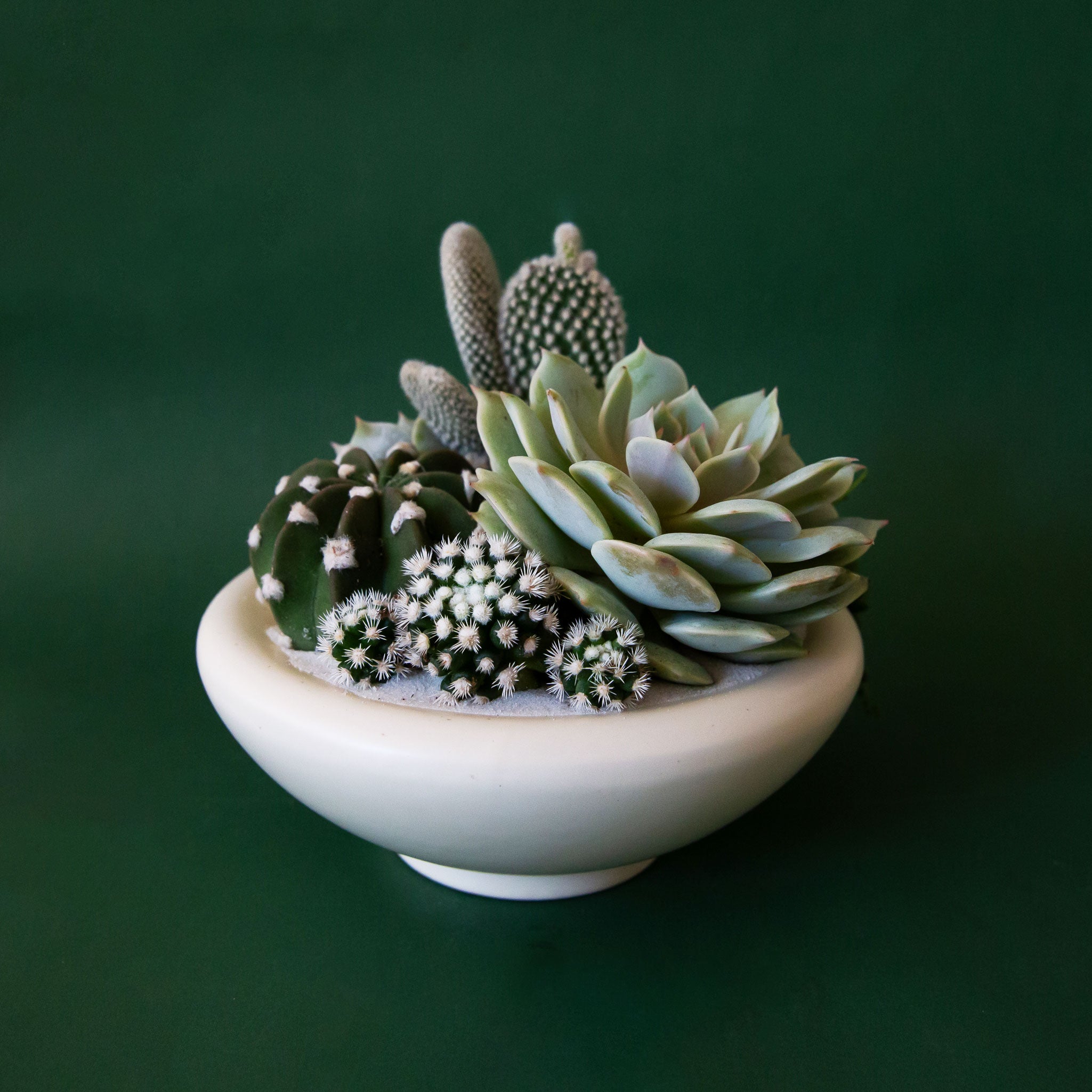 A rounded low pedestal bow in a vintage ivory shade. Plantings are just used for staging purposes and are sold separately. 