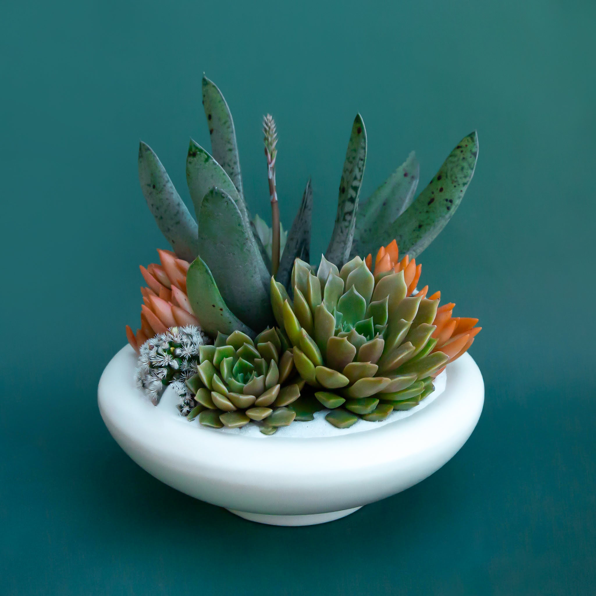 A rounded low pedestal bow in a vintage ivory shade. Plantings are just used for staging purposes and are sold separately.