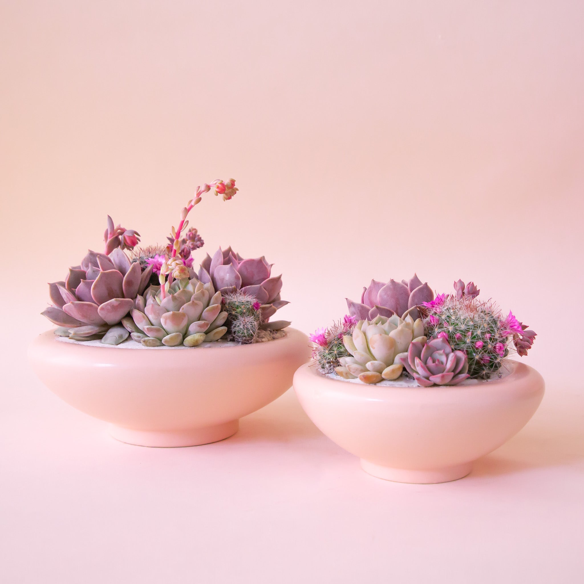 A light pink ceramic low bowl planter with a rounded edge. Plantings not included. 