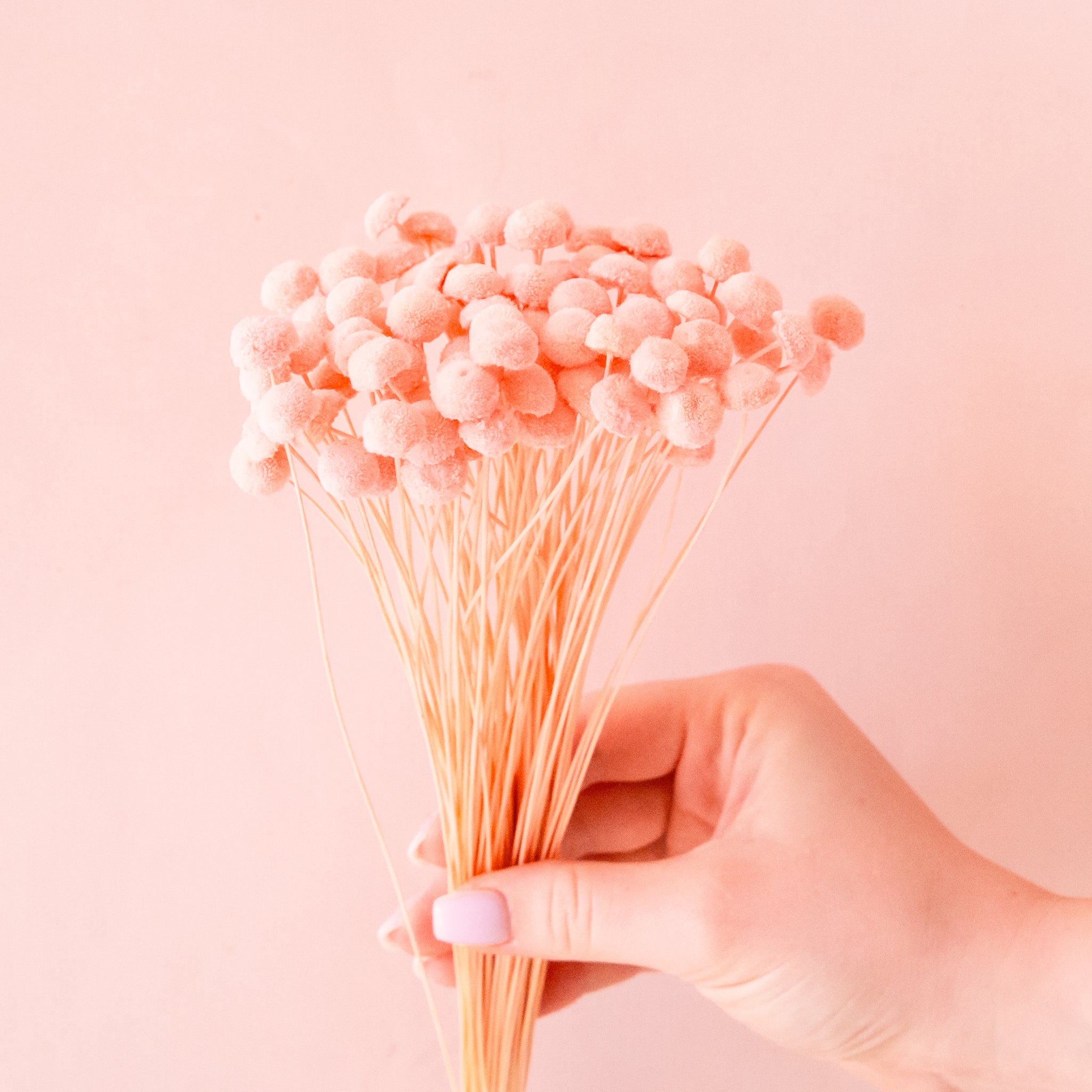 A bundle of pink button dried flowers. 