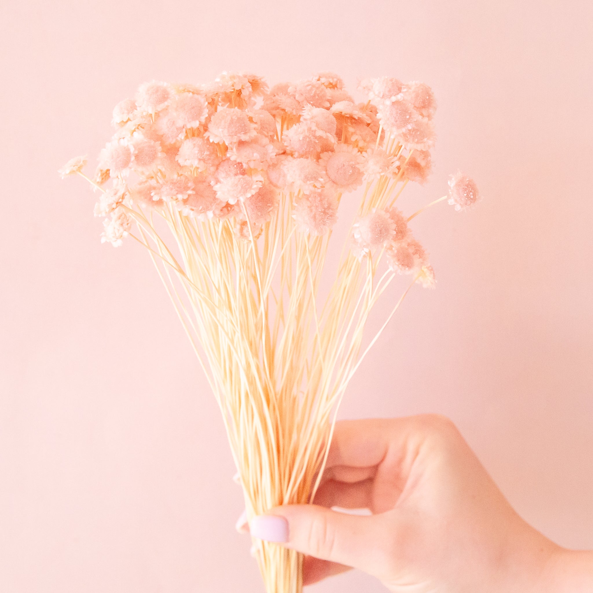 A pink bundle of light pink dried florals. 