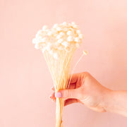 A bundle of white margueritte white dried florals. 