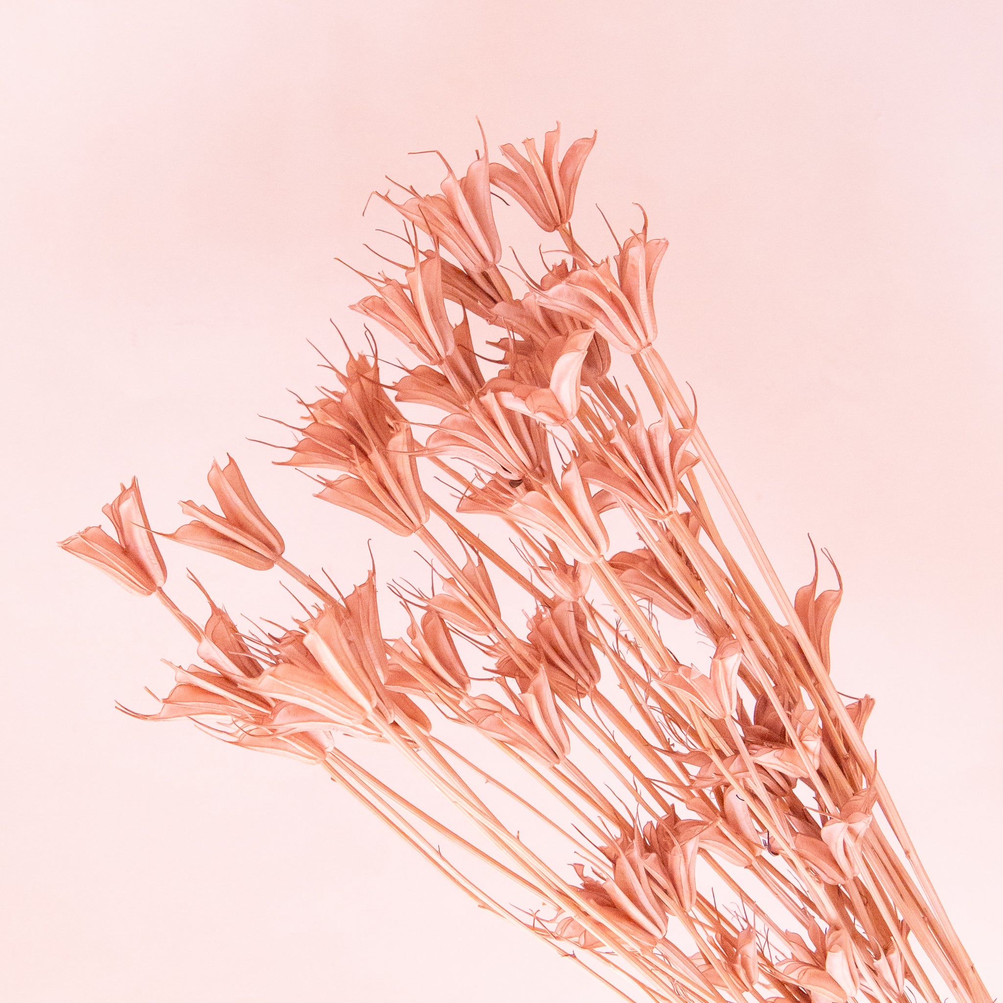 A bundle of mauve pink dried florals. 