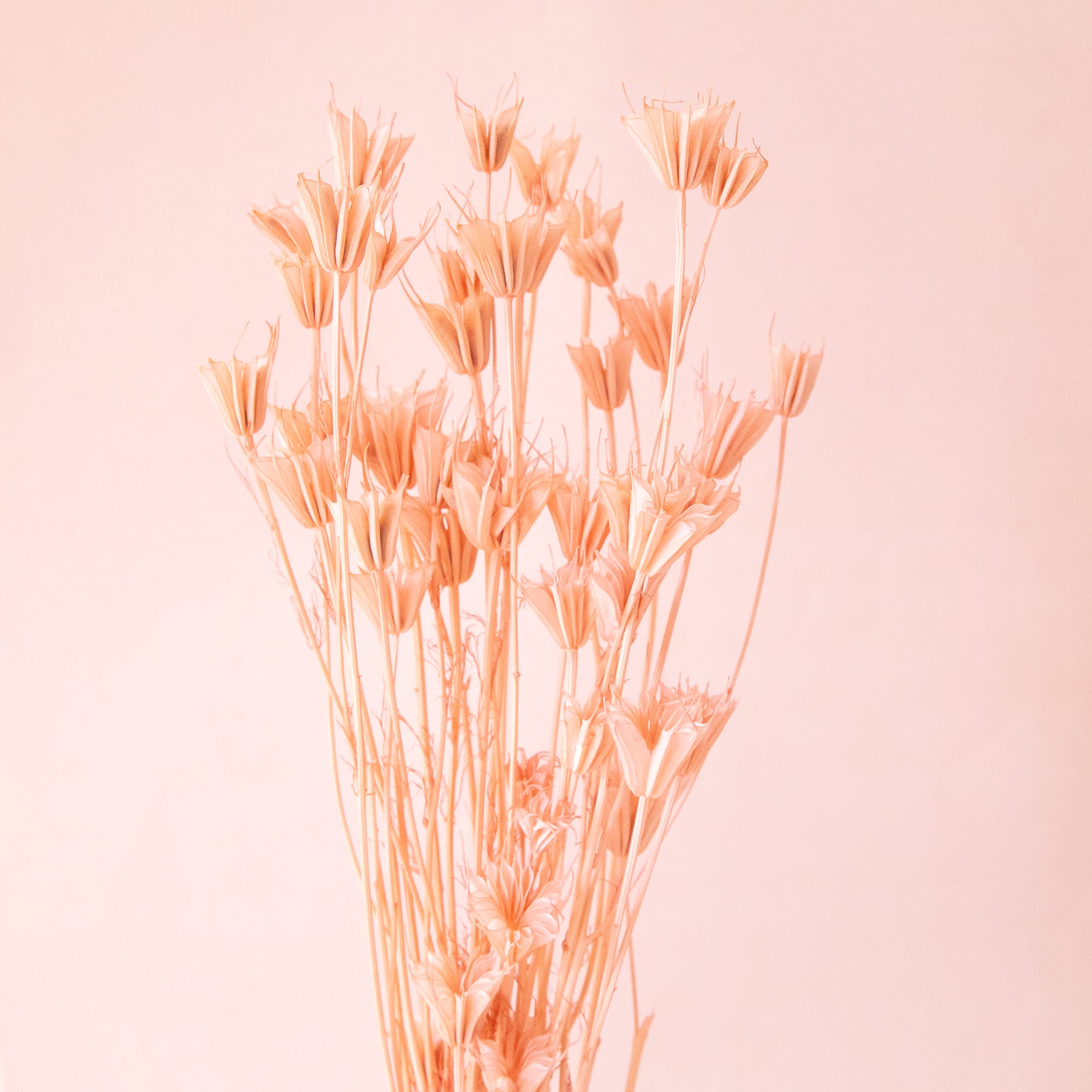 Pale pink dried florals. 