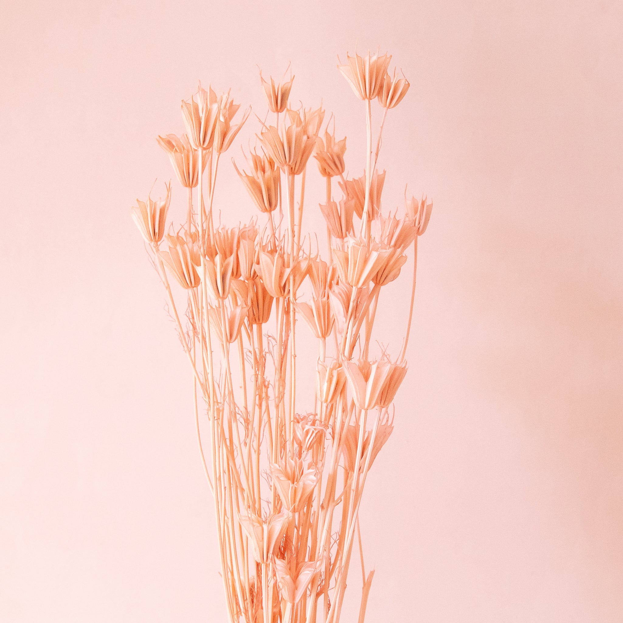 Pale pink dried florals. 