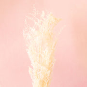 Dried Caspia plant complete with thin white branches and small, fluffy dried leaves. The branches lay diagonally across soft pink background.  