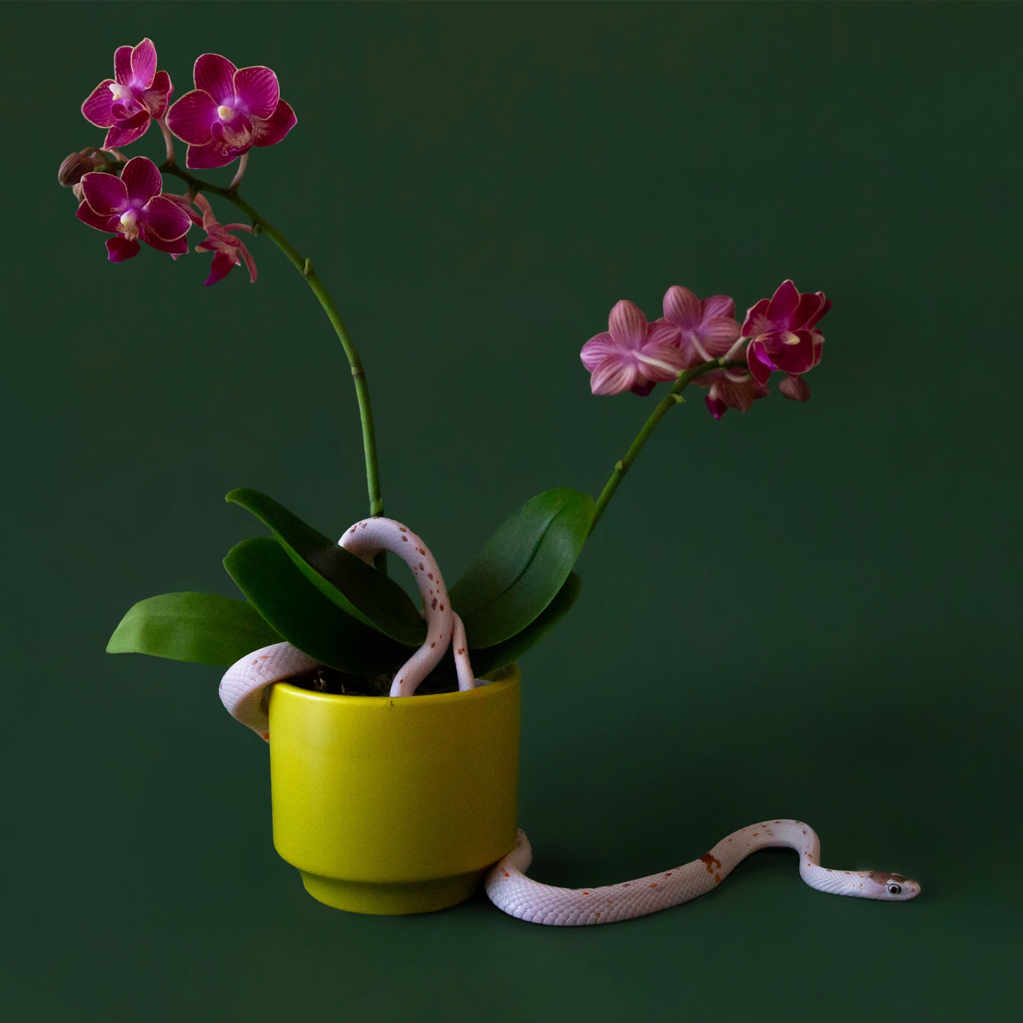 On a dark green background is one of the palm colored pots filled with a pink orchid and a small pink snake wrapped around it. Snake and plants not included with purchase. 