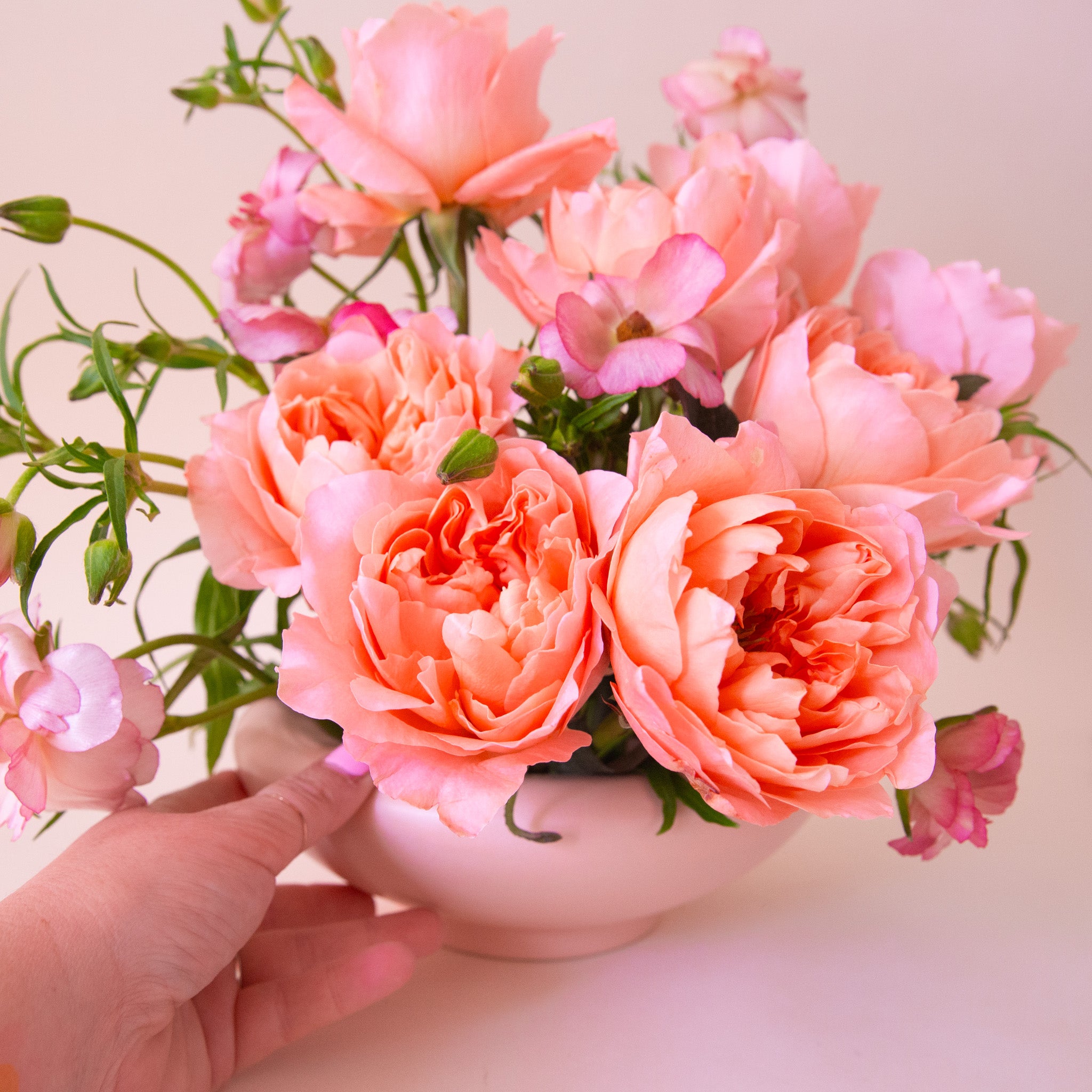 A light pink ceramic low bowl planter with a rounded edge. 