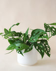 a Monstera Adansonii Swiss cheese plant in a white ceramic planter