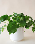 a pilea peperomioid with bright green, round leaves sits in a white pot