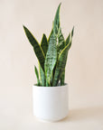 In front of a soft cream background is a white cylinder pot. Inside the pot is a sansevieria laurentii. The leaves are tall and stiff with a pointed top. They are green and light green stripes with a bright yellow border around the edges.