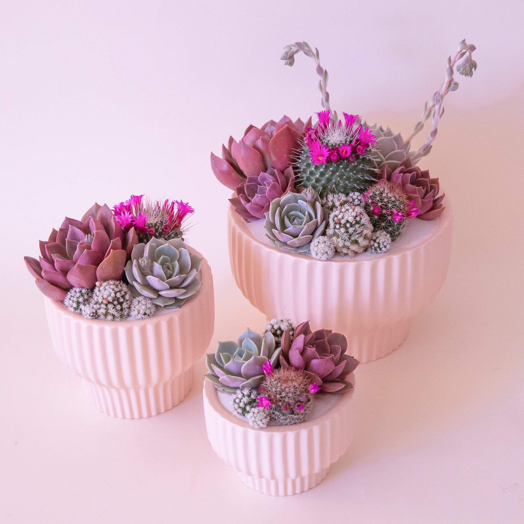 On a tan background is the three sizes of the Presley pedestal pots in the light pink shade filled with cactus and succulent arrangements. 