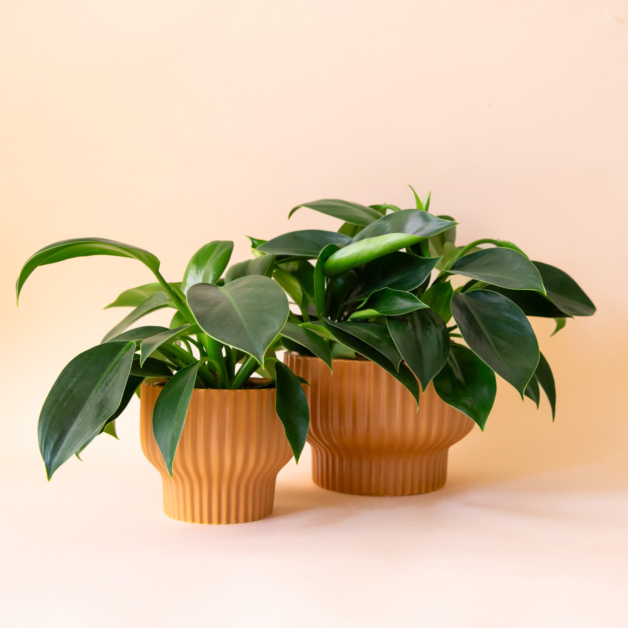 On a peachy background is a burnt orange colored ribbed pedestal planter in two different sizes filled with house plants. 