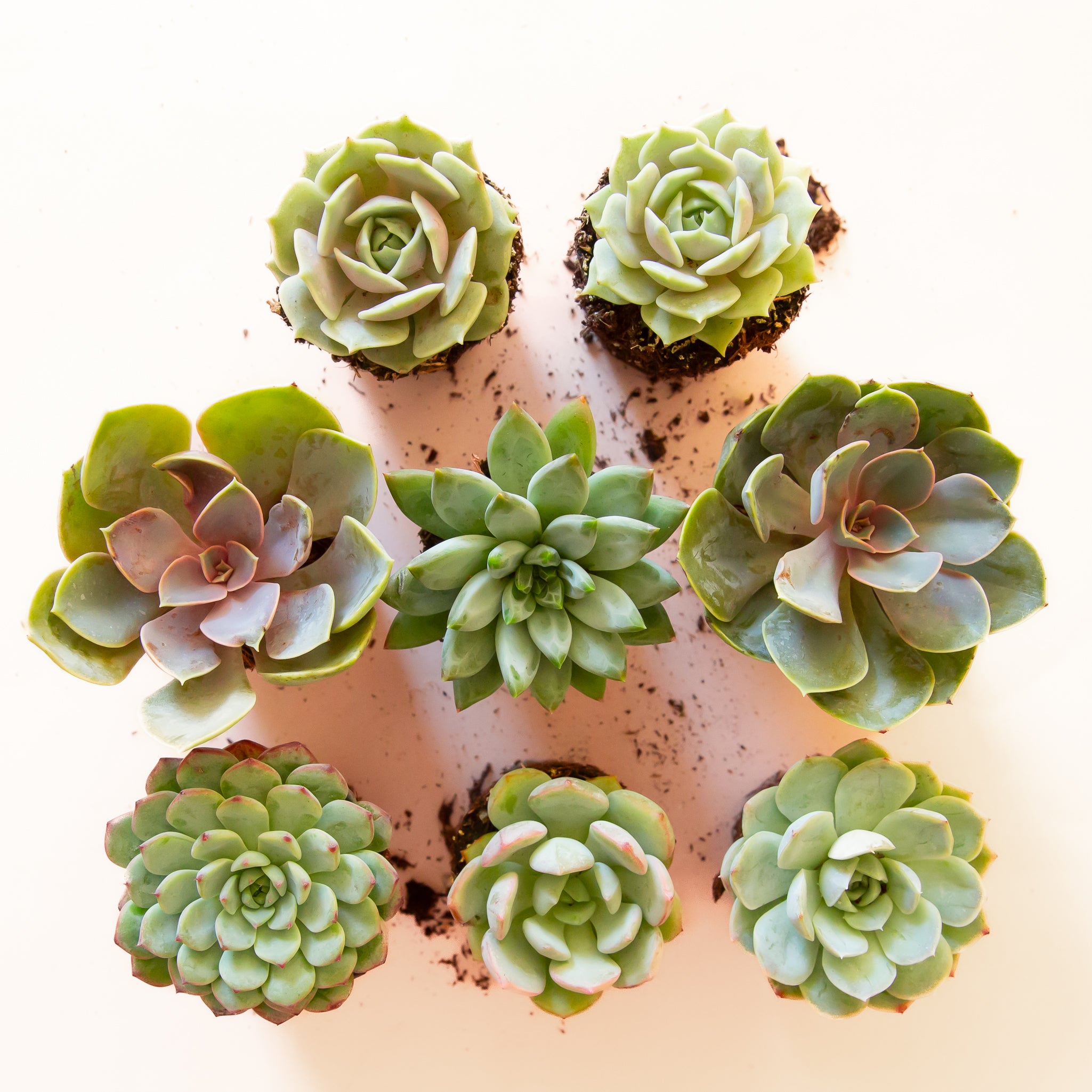 Birds eye view of a white background with eight different succulents. The succulents are cool tones of different shades of green and light lavender.