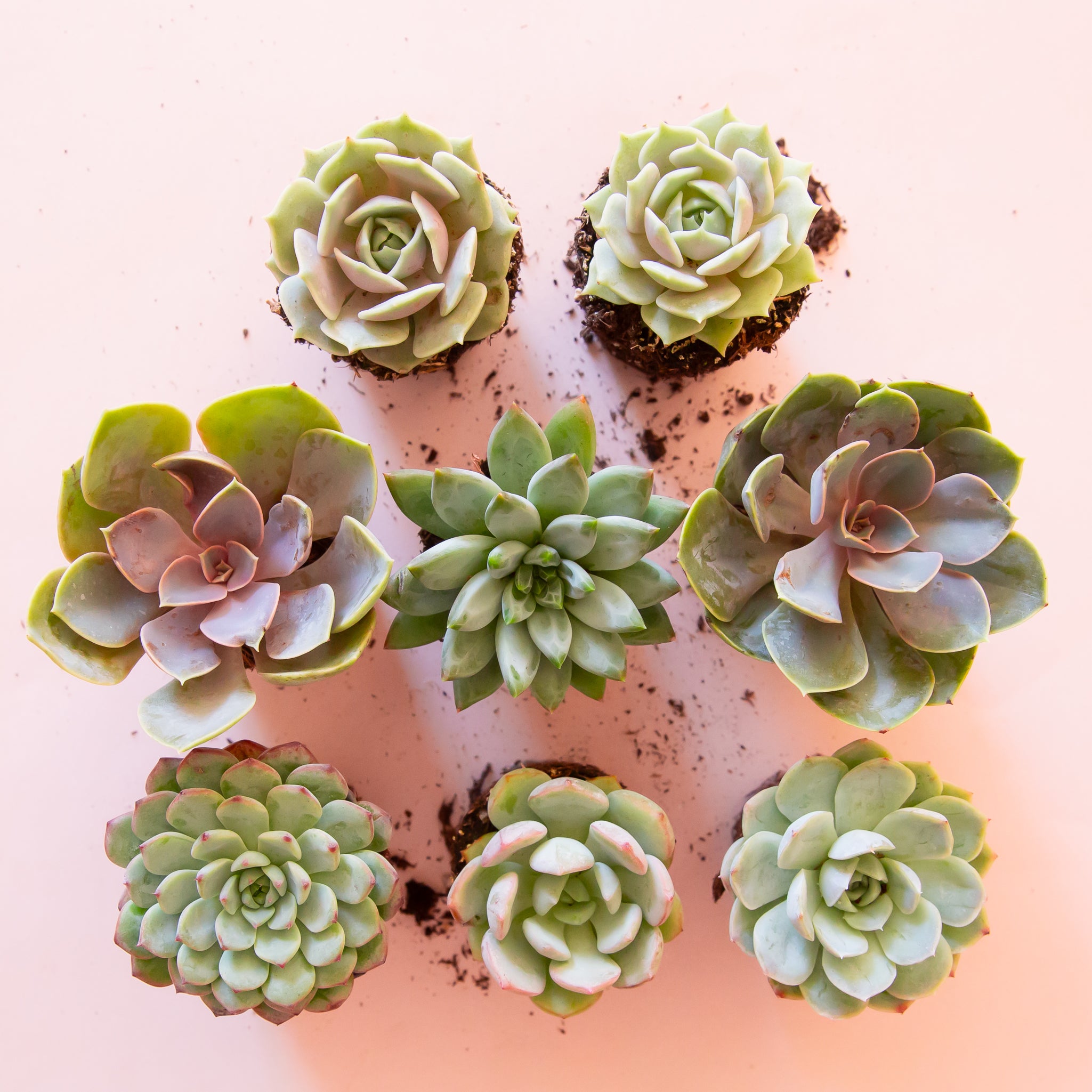 Birds eye view of a white background with eight different succulents. The succulents are cool tones of different shades of green and light lavender.