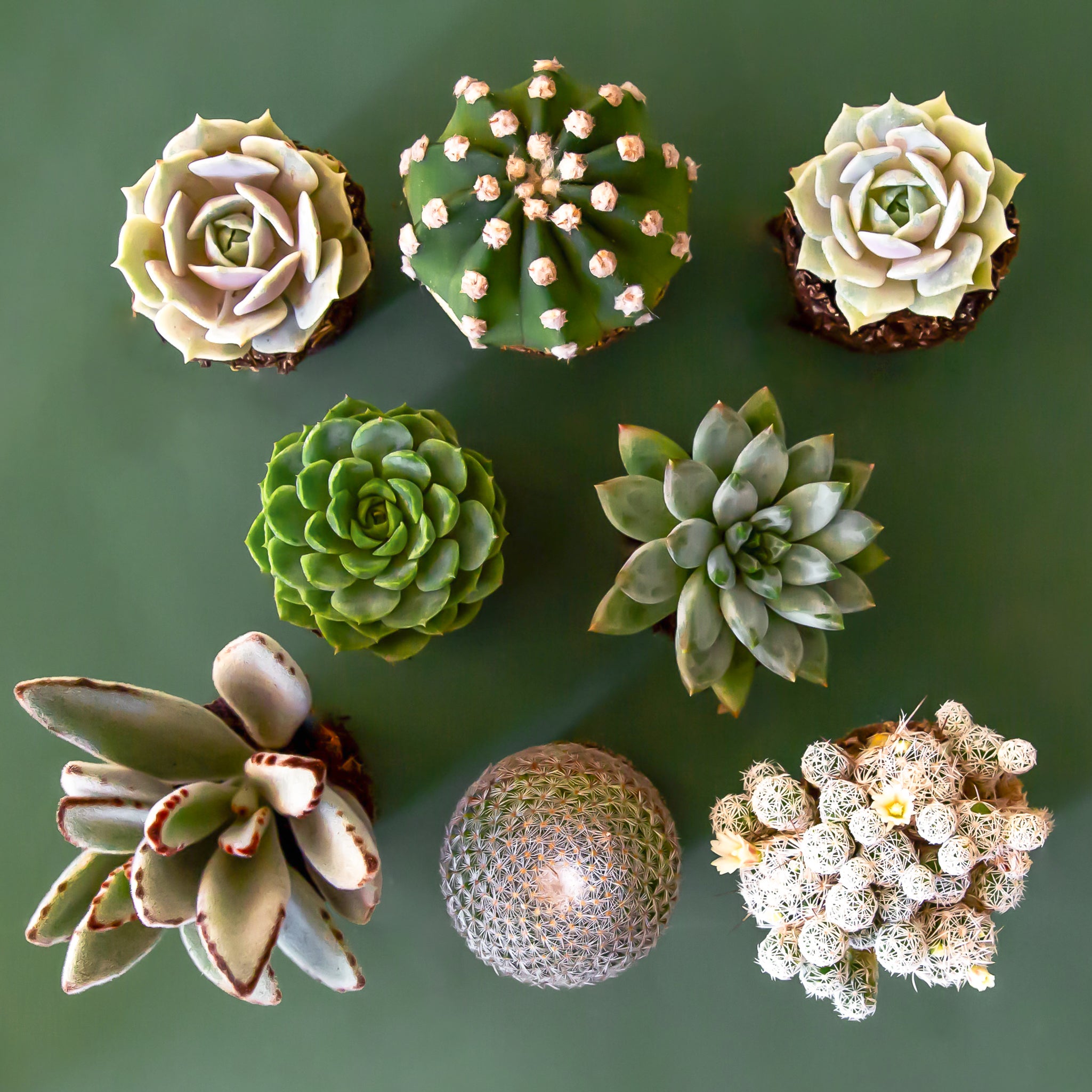 Birds eye view of a white background and eight different cacti and succulents. All of the succulents and cacti are cool tones; white and different shades of green.