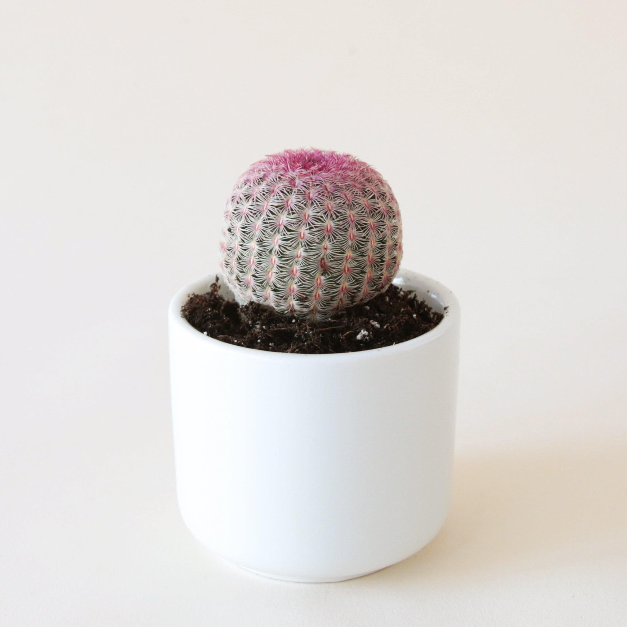 rainbow hedgehog cactus in a small white pot