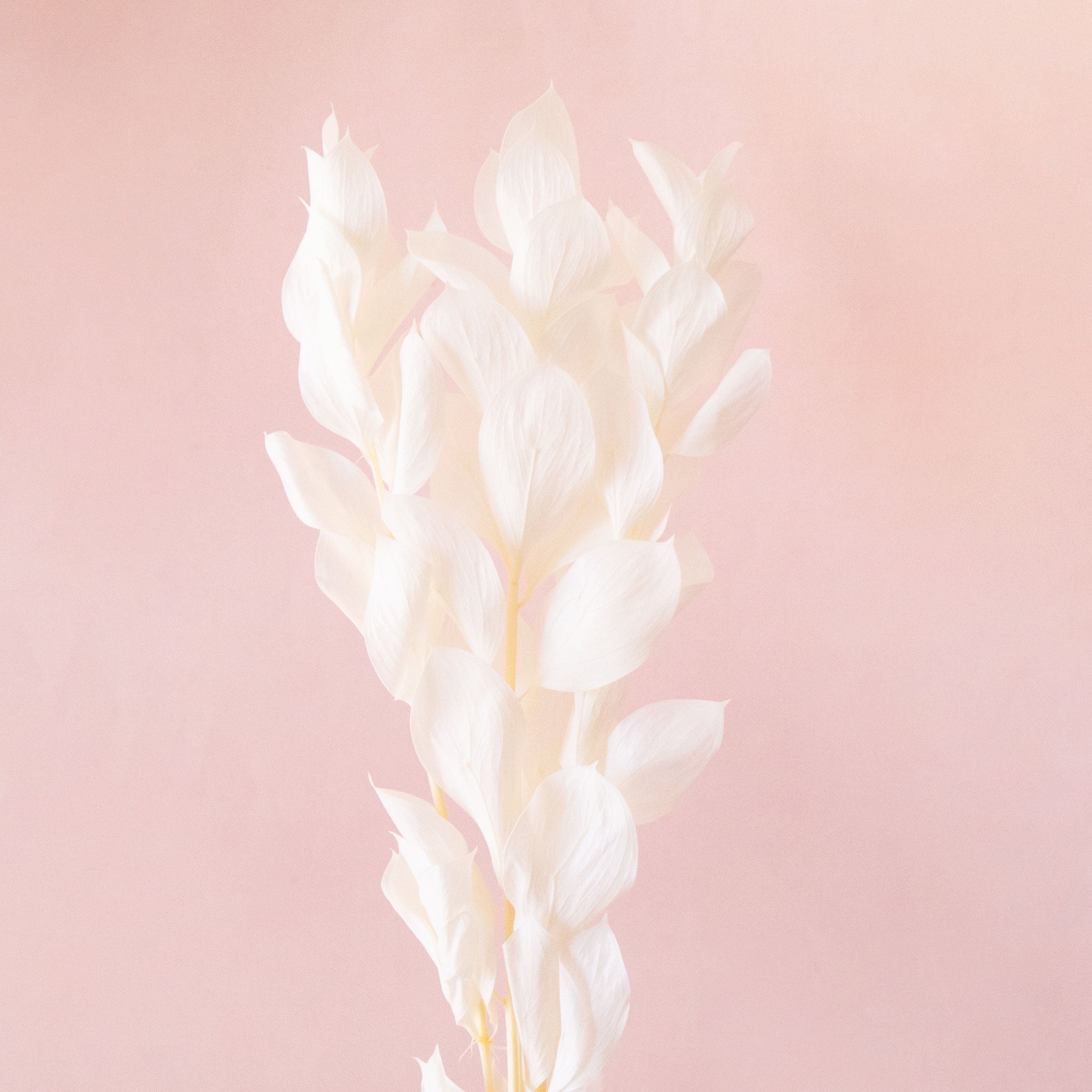 A white bundle of dried florals. 