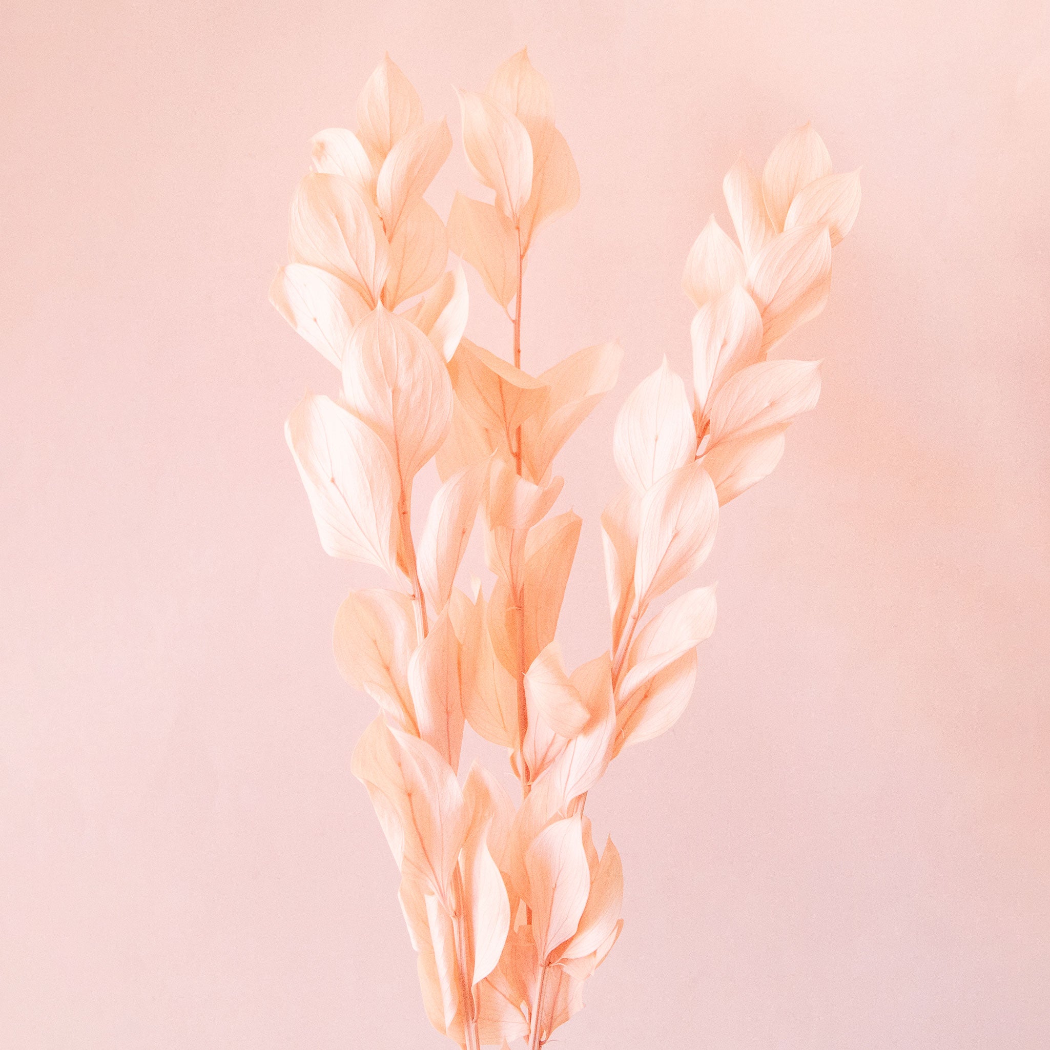 A light pink bundle of dried florals. 