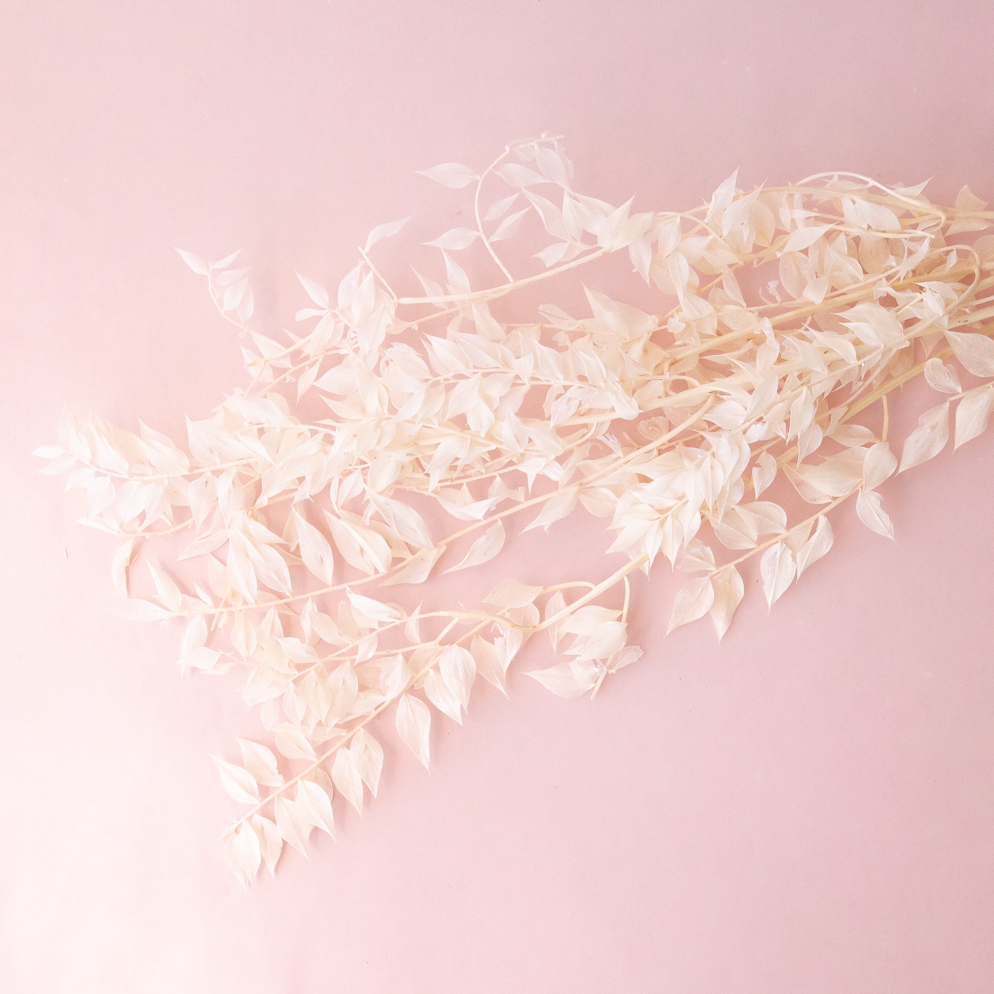 Wispy off white dried Ruscus leaves are shown against a light pink background. 