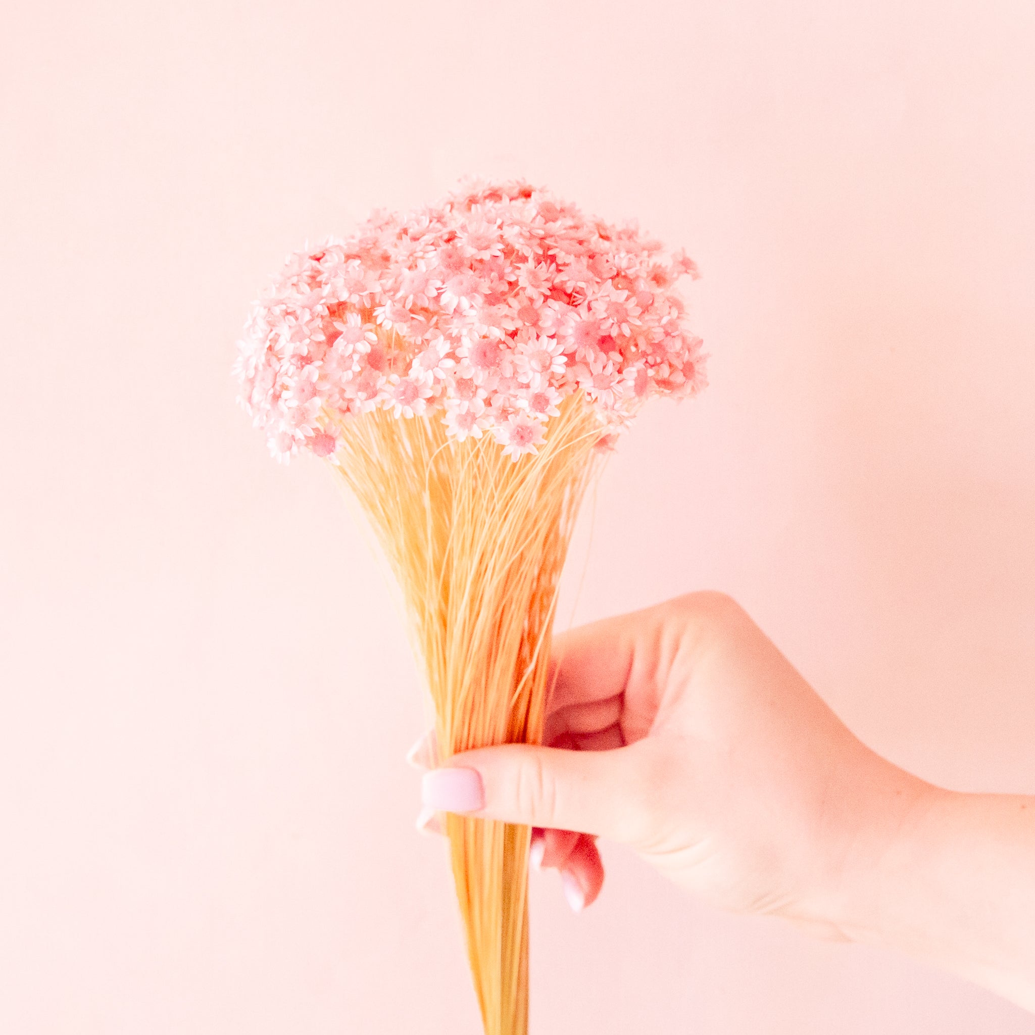 A bundle of pink dried flowers. 