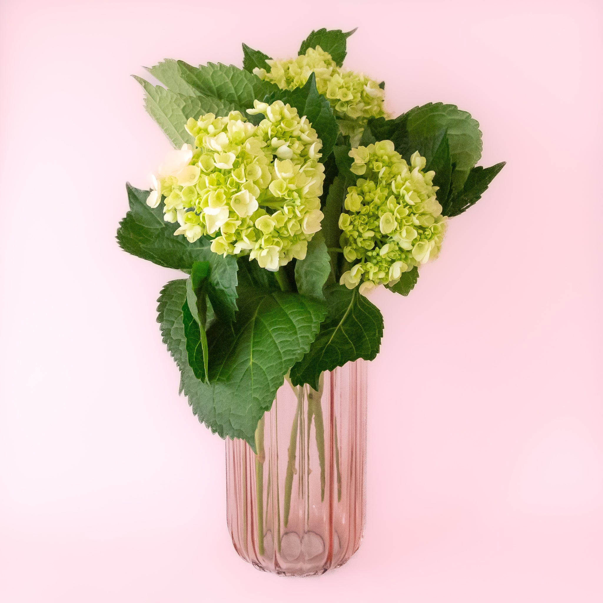 A pink glass vase with flowers inside. 