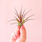 Tillandsia | Tenuifolia