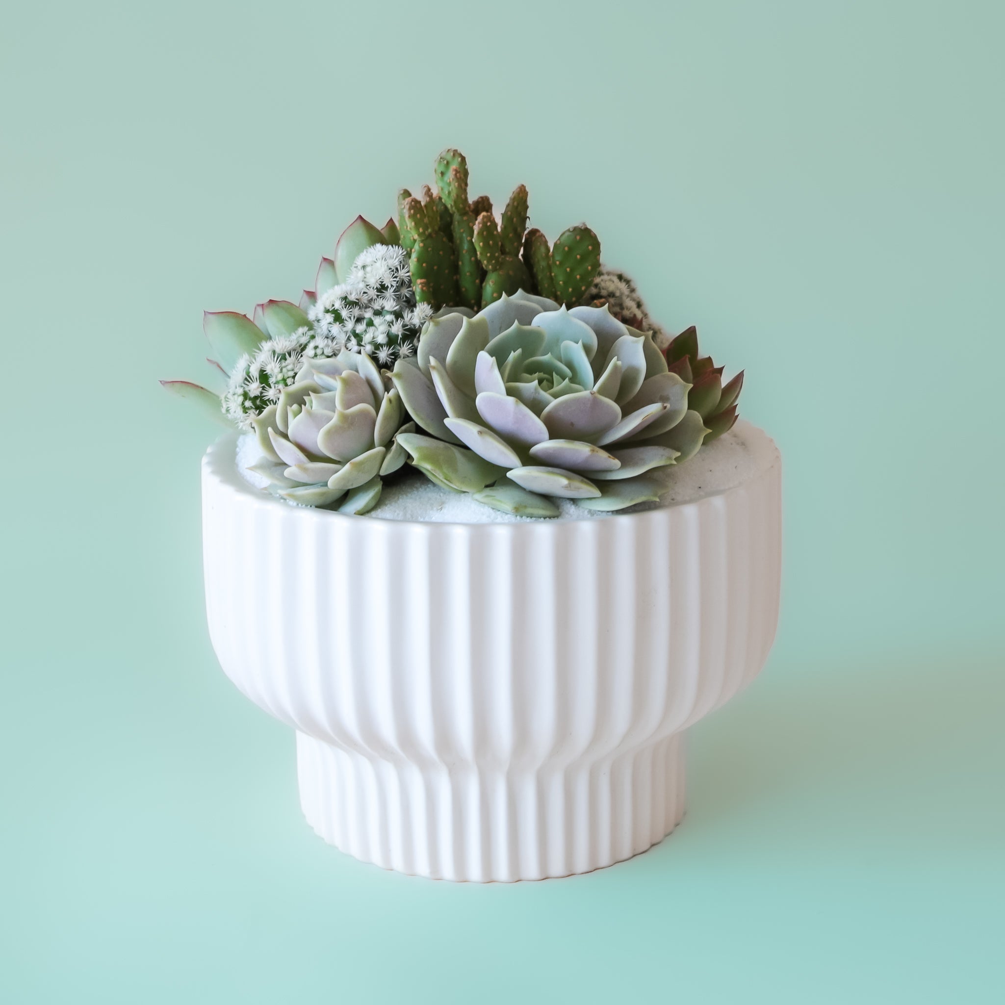 On a neutral background is a white ribbed pedestal planter filled with a cacti and succulent arrangement.