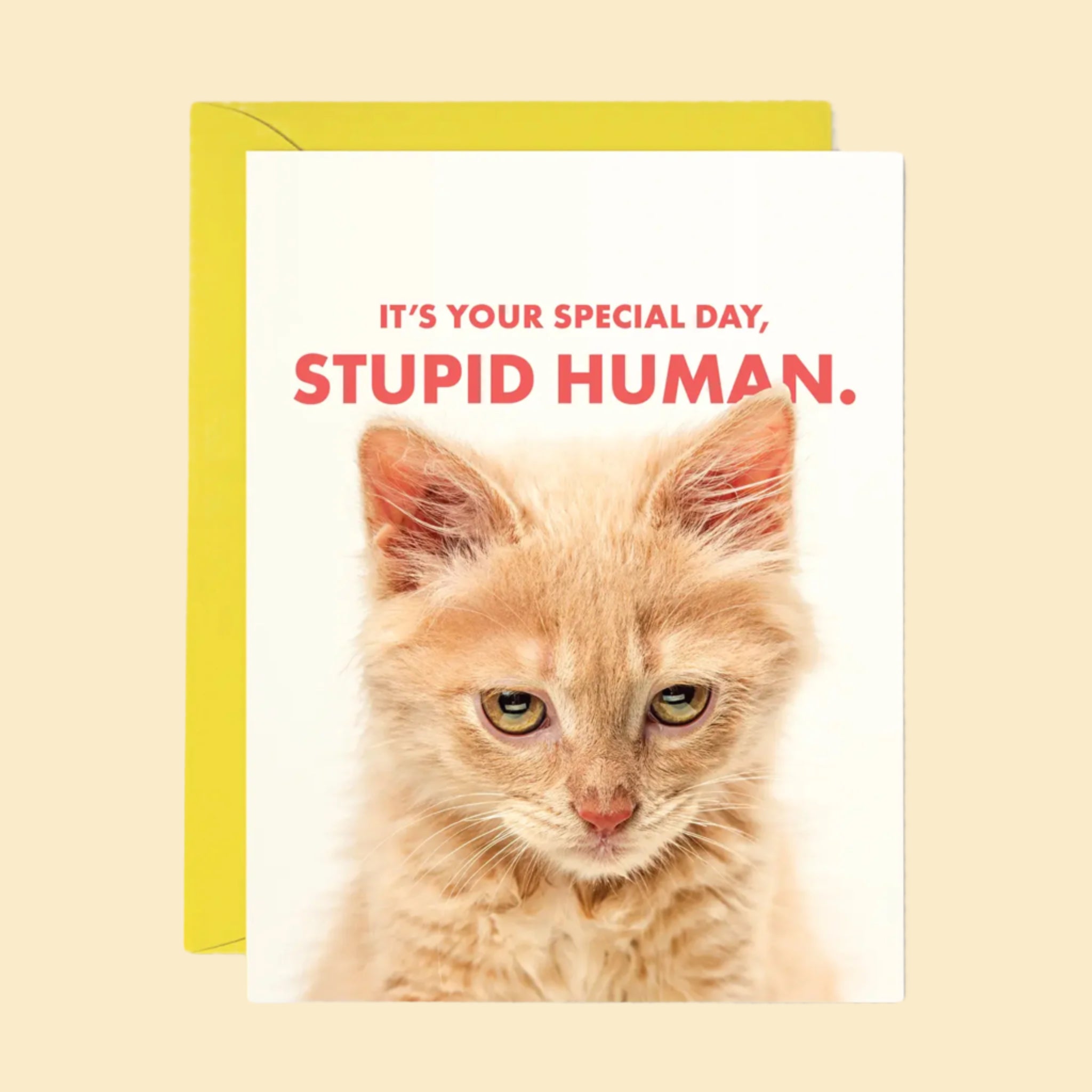 A card that reads, &#39;It&#39;s Your Special Day, Stupid Human.&#39; along with a photo of an orange kitty. 