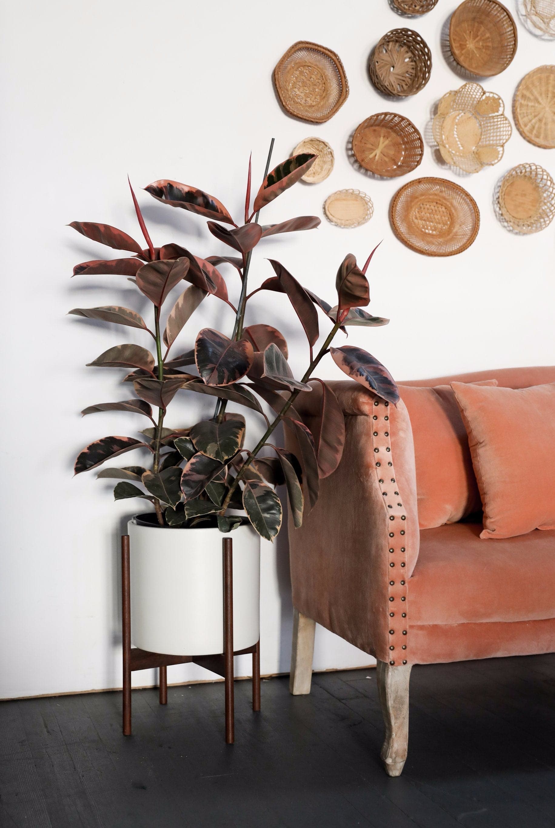 Soft red and forest green variegated plant planted in large white ceramic pot with walnut stand. Planter sits besides a velvety coral couch with a vintage feel. A variety of hung woven baskets accent the white wall. 