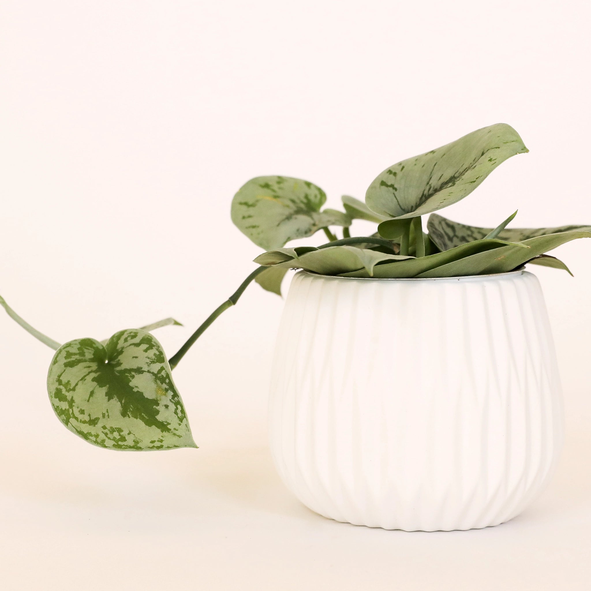 A matte white ceramic planter with fluted detailing. Filled with a green trailing plant.