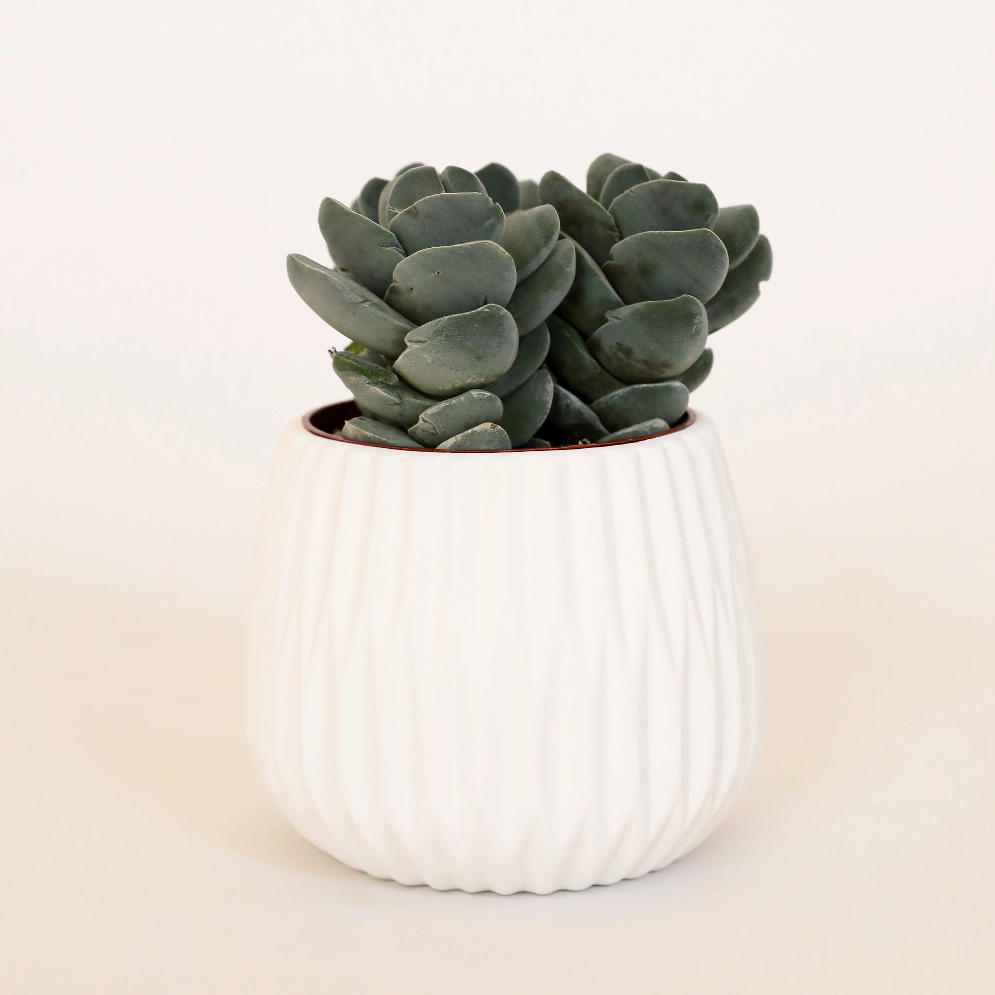 A matte white ceramic planter with fluted detailing filled with a blue-ish green succulent