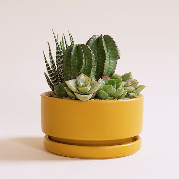 On a white background is a mustard yellow ceramic bowl that has a low-profile with a removable trays for watering