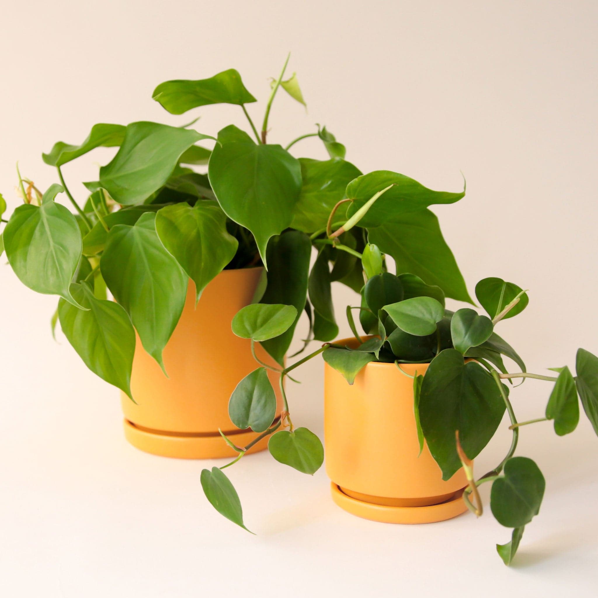 On a cream background is two different sized yellow ceramic pots with removable trays for watering, photographed here with a green leafy house plant that is not included with purchase. 