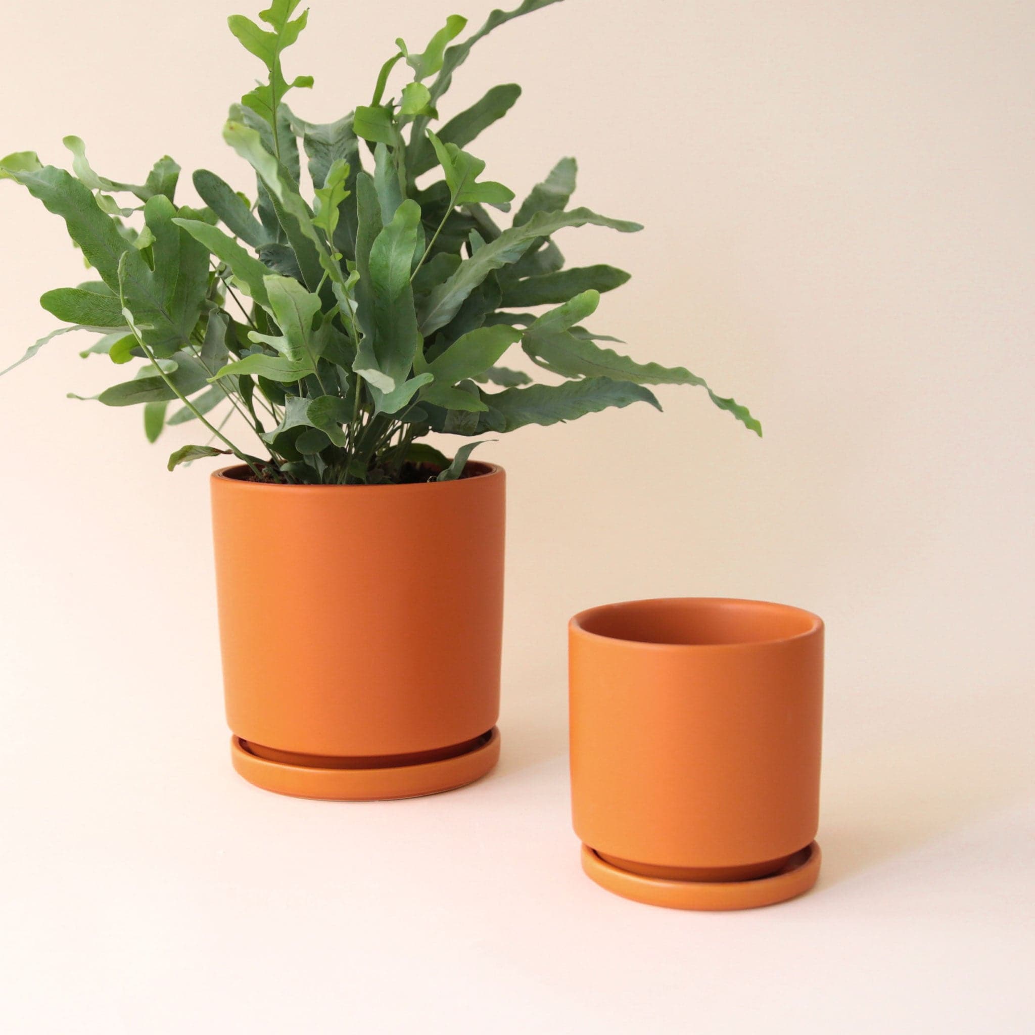 On a cream background is two different sized terracotta ceramic pots with removable trays for watering, photographed here with a blue star fern that is not included with purchase. 