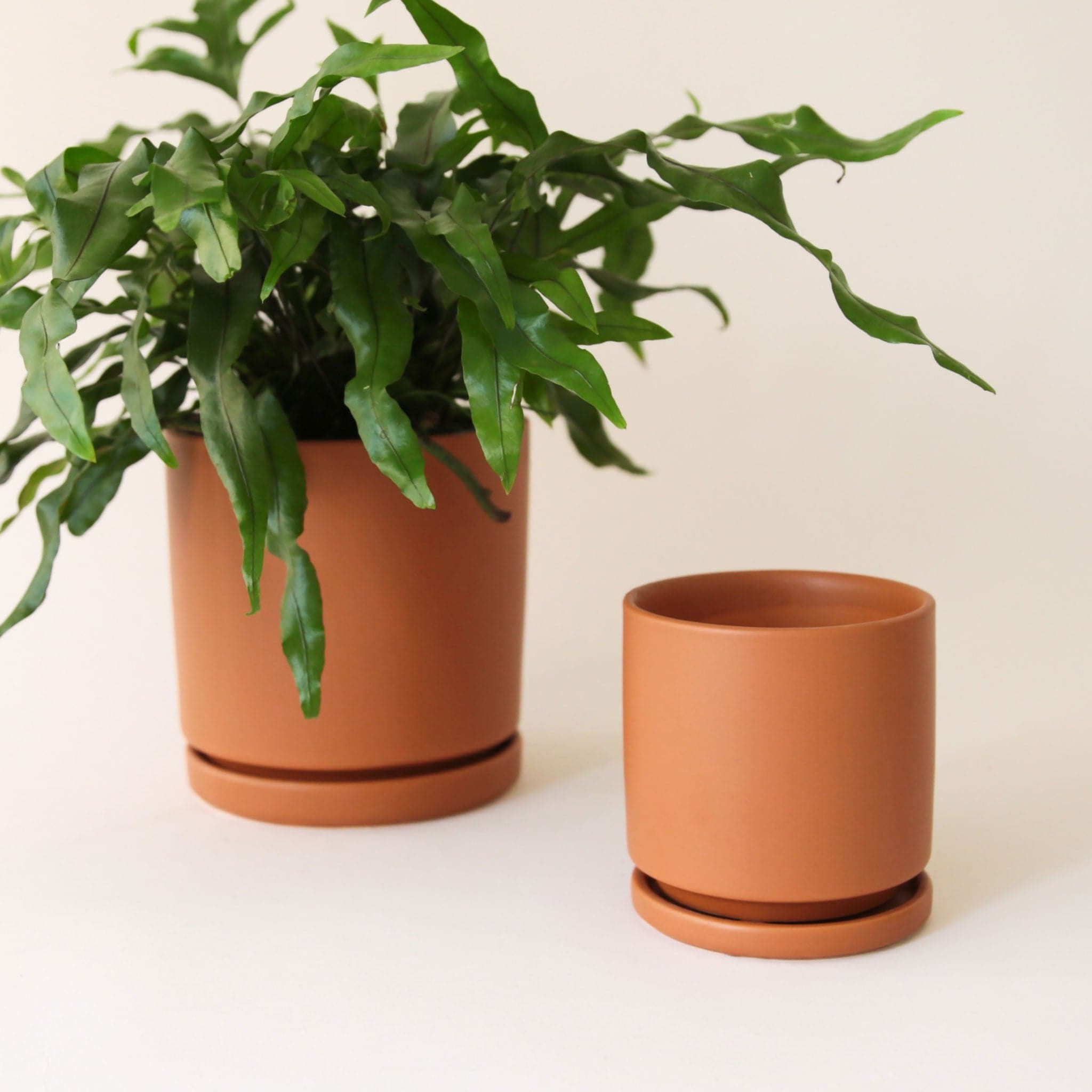 On a cream background is two different sized brownish orange ceramic pots with removable trays for watering, photographed here with a leafy fern that is not included with purchase. 