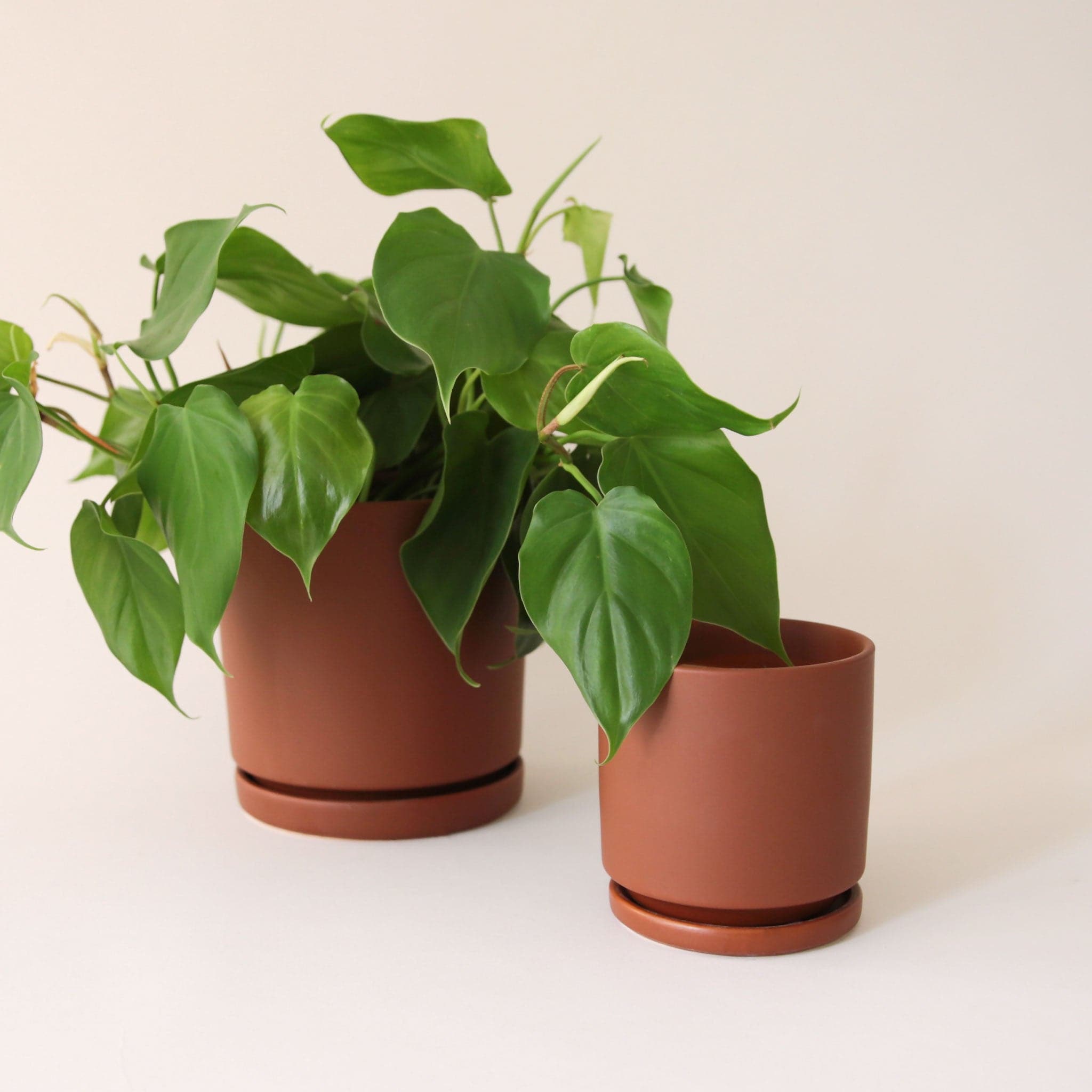 On a cream background is two different sized brown ceramic pots with removable trays for watering, photographed here with a green pothos that is not included with purchase. 