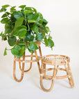 In front of a white background is tow rattan plant stands. They both have three curved legs and a round top. The plant stand on the left is taller than the one on the right. There is a green pothos plant sitting on the tall plant stand.