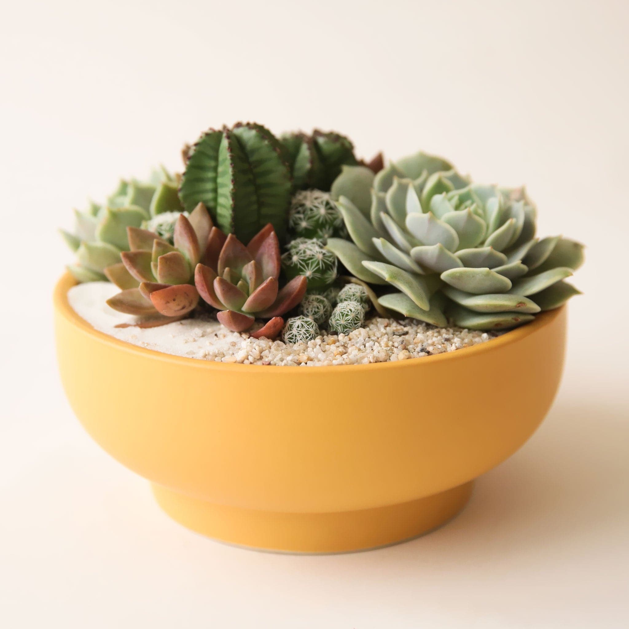 A bright orange / yellow bowl planter that tapers towards the base and is filled with a succulent and cacti arrangement that isn't included with purchase.