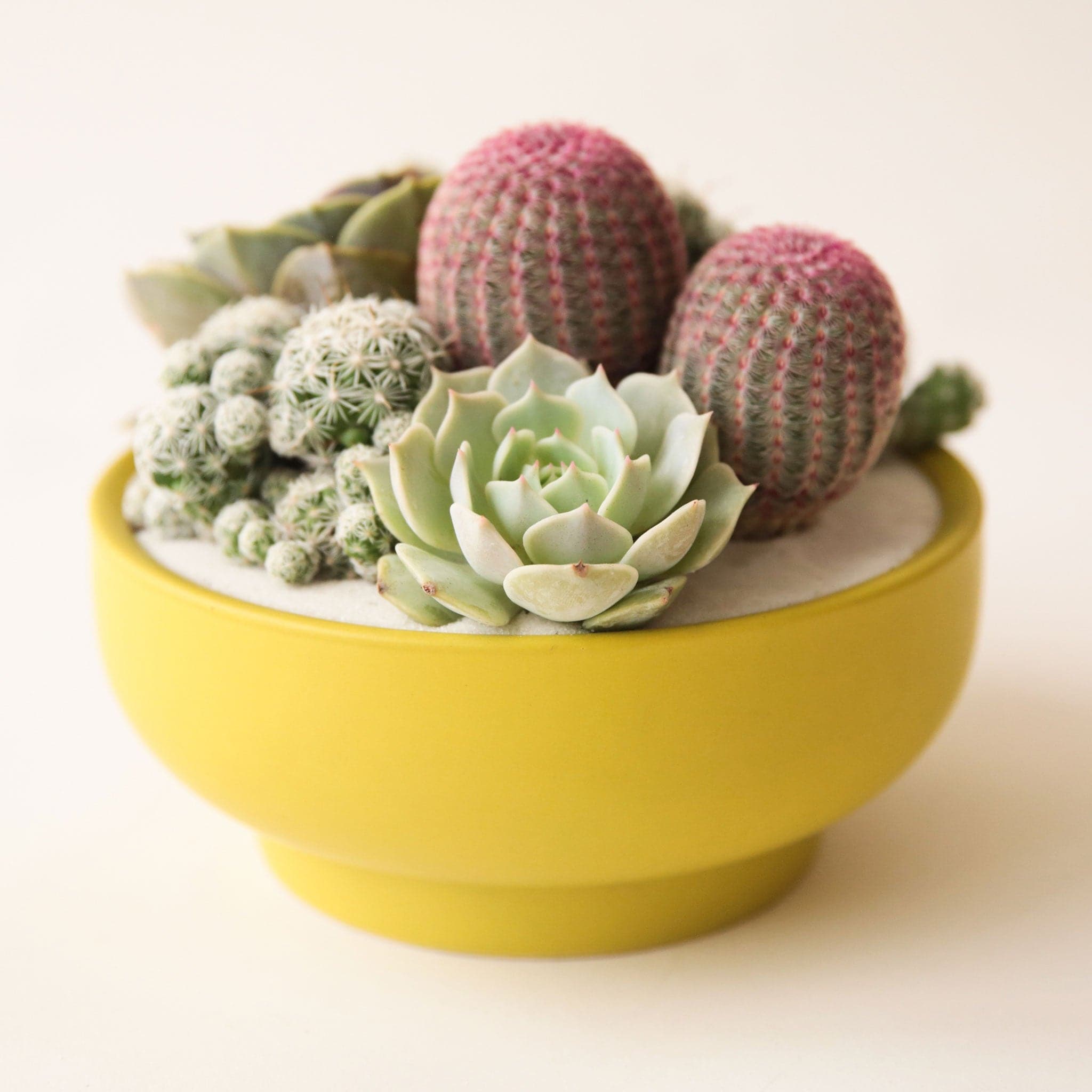 A chartreuse bowl planter that tapers towards the base and is filled with a succulent and cacti arrangement that isn't included with purchase.