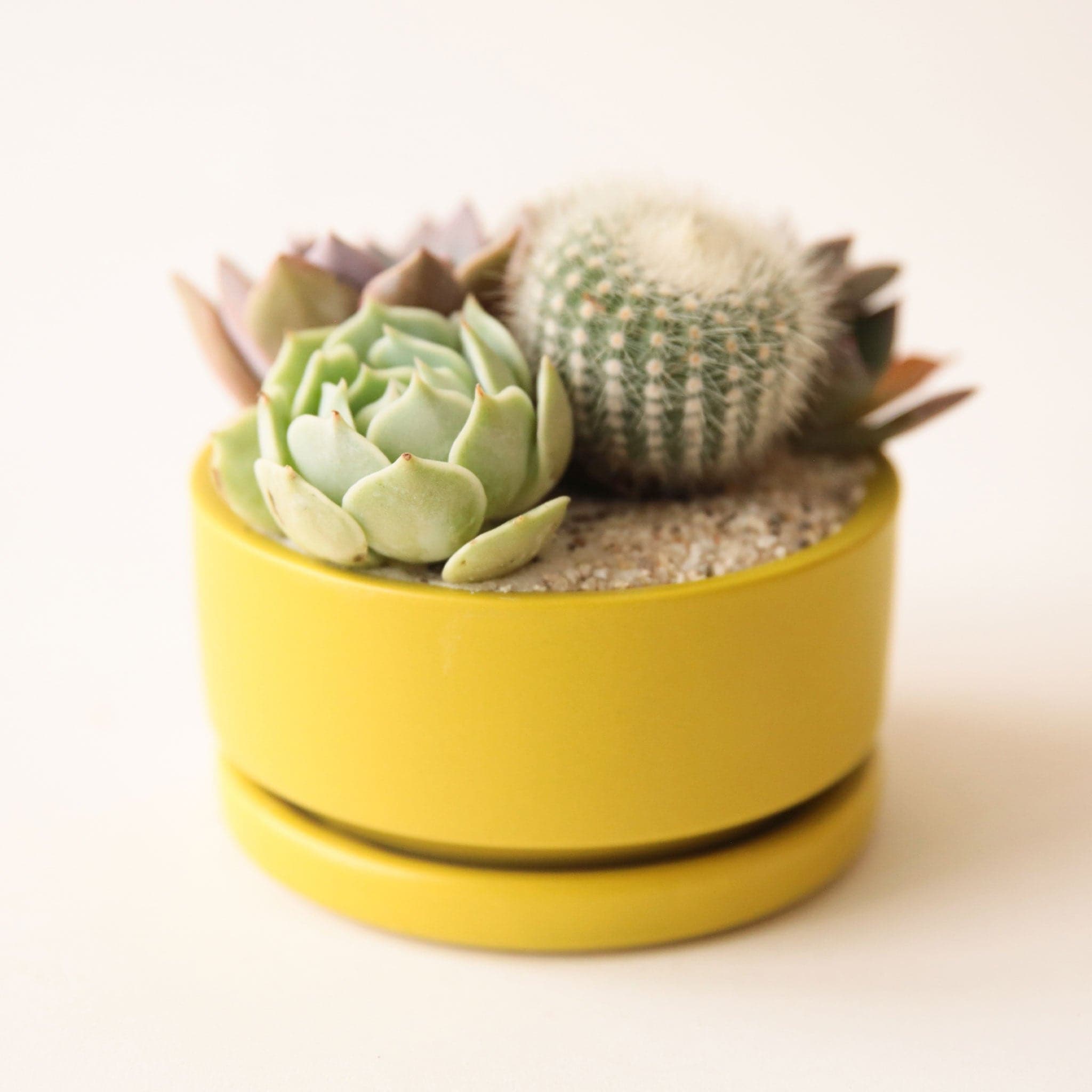 On a white background is a low profile yellow-ish green ceramic planter with a removable tray and filled with a succulent and cacti arrangement that is not included with purchase. 