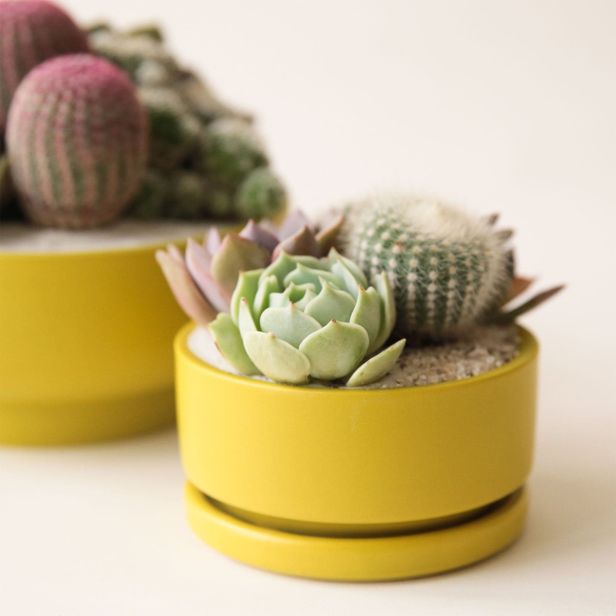 On a white background is a low profile yellow-ish green ceramic planter with a removable tray and filled with a succulent and cacti arrangement that is not included with purchase.