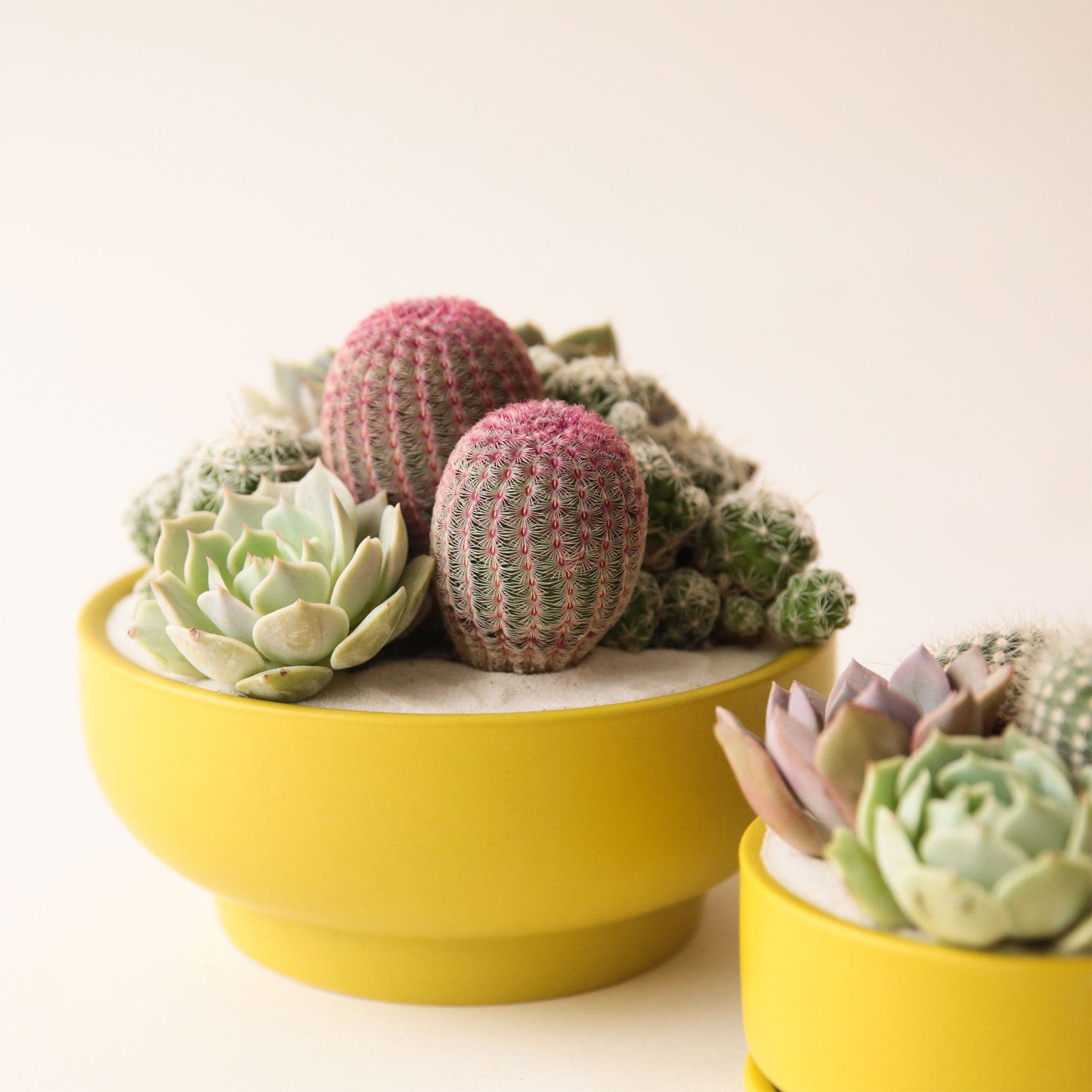 A chartreuse bowl planter that tapers towards the base and is filled with a succulent and cacti arrangement that isn't included with purchase. 