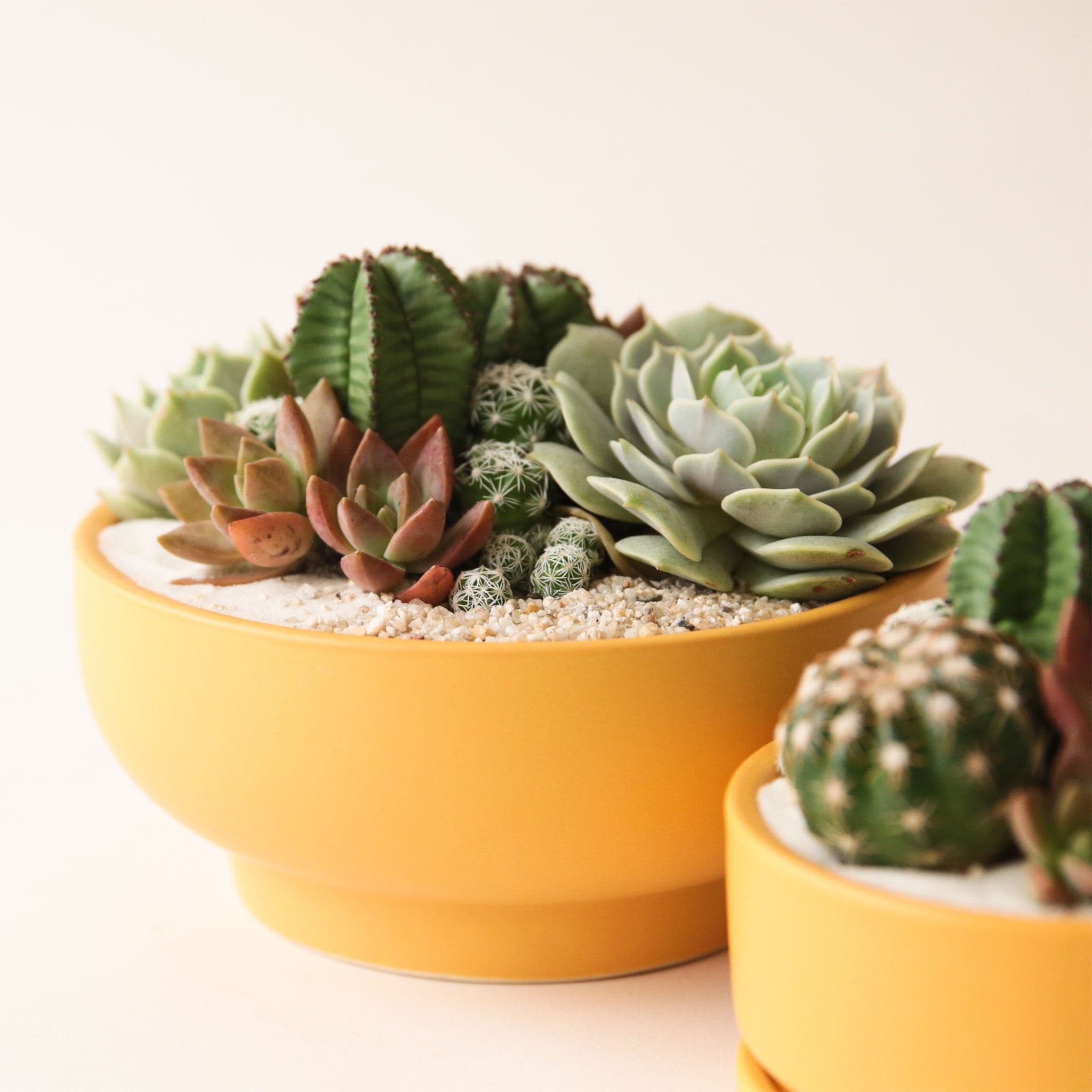 A bright orange / yellow  bowl planter that tapers towards the base and is filled with a succulent and cacti arrangement that isn't included with purchase.