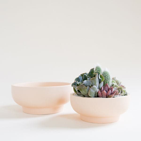 A pair of two pale ivory pedestal bowls, both with tapered bases. To the left is the larger of the pair that sits empty. The bowl to the right is slightly shorter and sits filled with a tasteful cacti and succulent planting. 