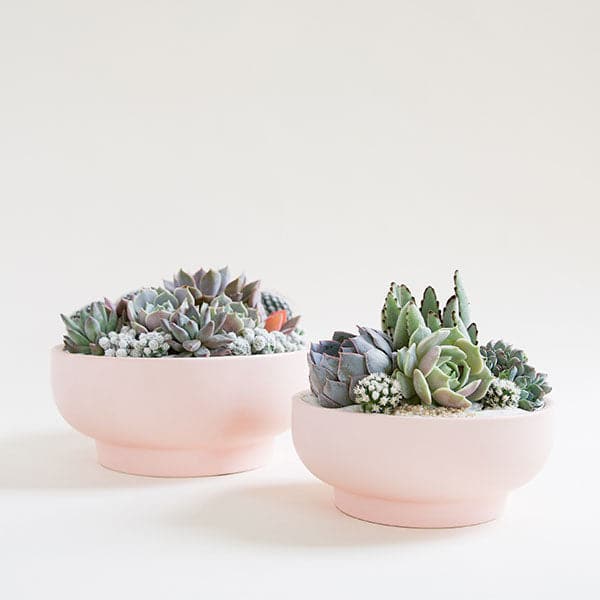 A pair of two ballerina pink pedestal bowls, both with tapered bases. To the left is the larger of the pair and to the right is a slightly shorter bowl. Both are filled with their own unique succulent and cacti planting.  