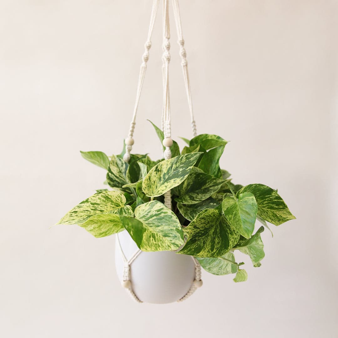 Hanging in front of a white background is a macrame plant hanger. Inside the plant hanger is a white pot with a rounded bottom. Inside the pot is a yellow and green variegated pothos. 