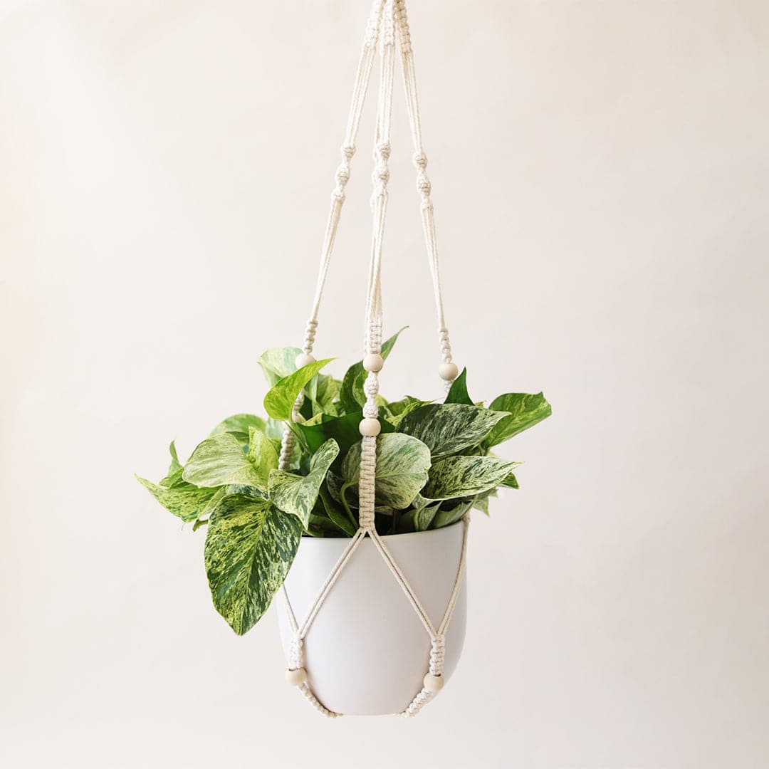 Hanging in front of a white background is a macrame plant hanger. Inside the plant hanger is a white pot with a rounded bottom. Inside the pot is a yellow and green variegated pothos. 